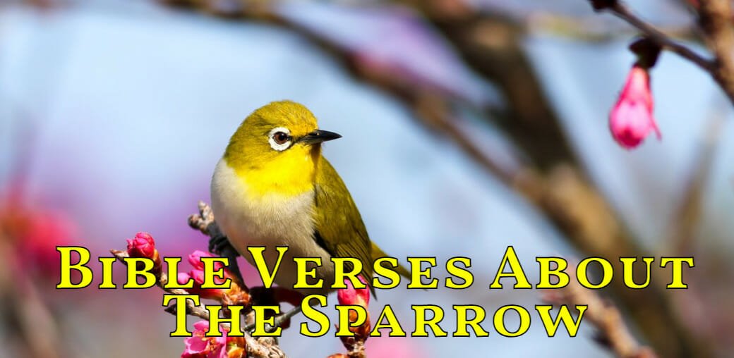 bible verses about the sparrow
