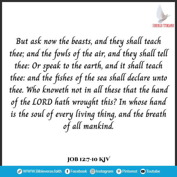 job 12 7 10 kjv bible verses about the sparrow