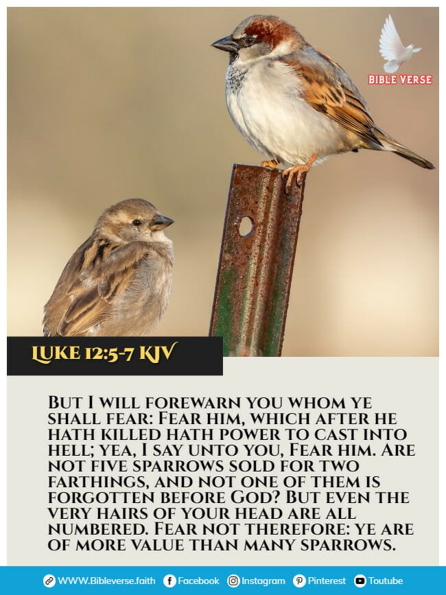 luke 12 5 7 kjv animals in the bible verses